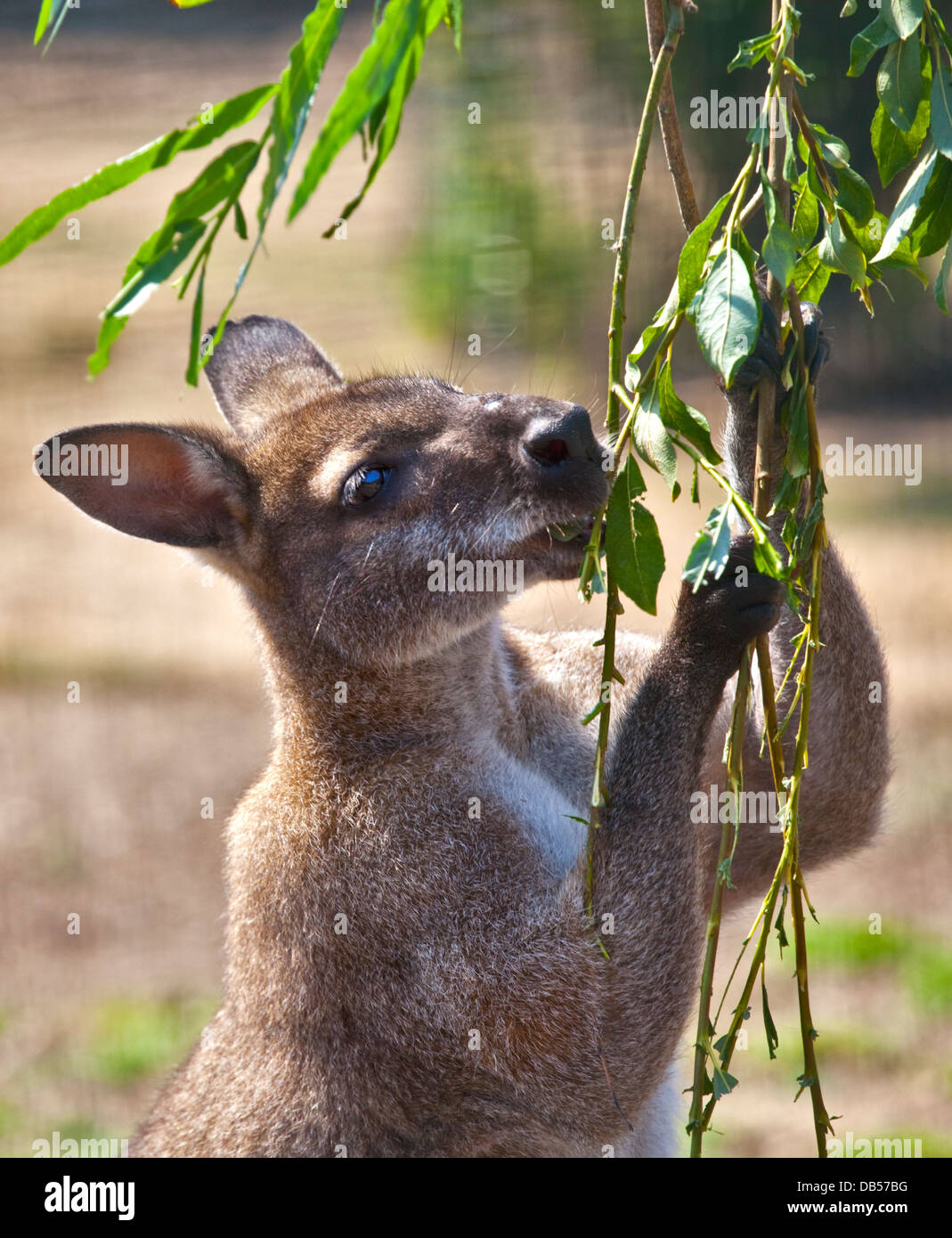 Wallaby feeding Stock Photo