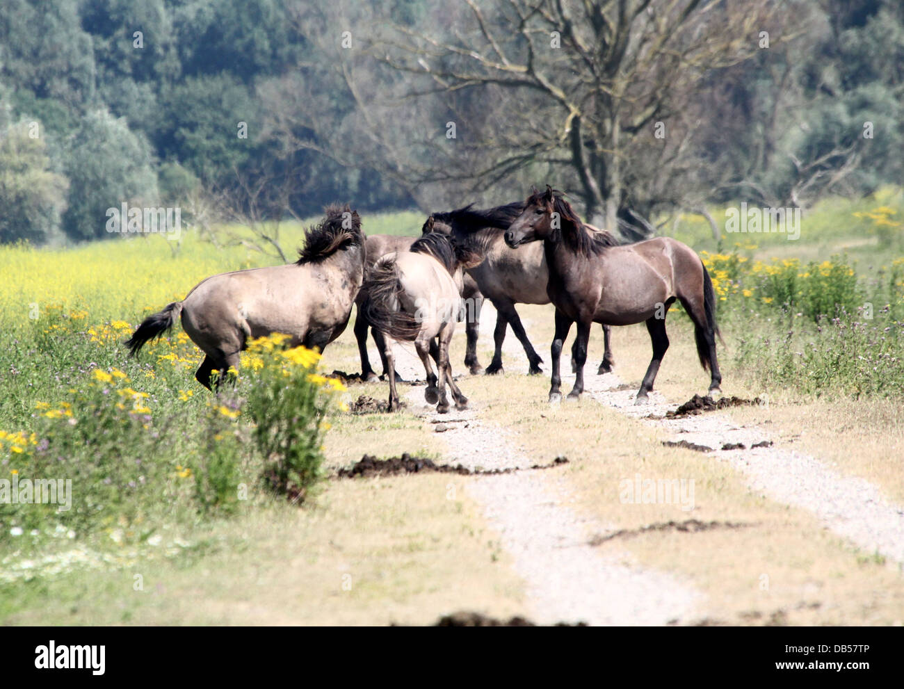 Large herd of Polish primitive horses a.k.a. Konik Horses fighting, running, mating and posing up close Stock Photo