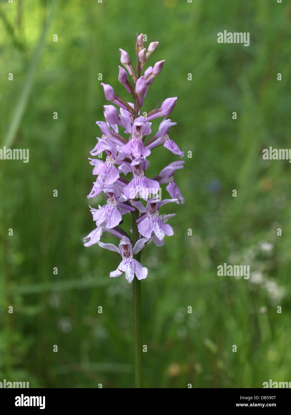 Heath spotted orchid, moorland spotted orchid / Dactylorhiza maculata / Geflecktes Knabenkraut Stock Photo