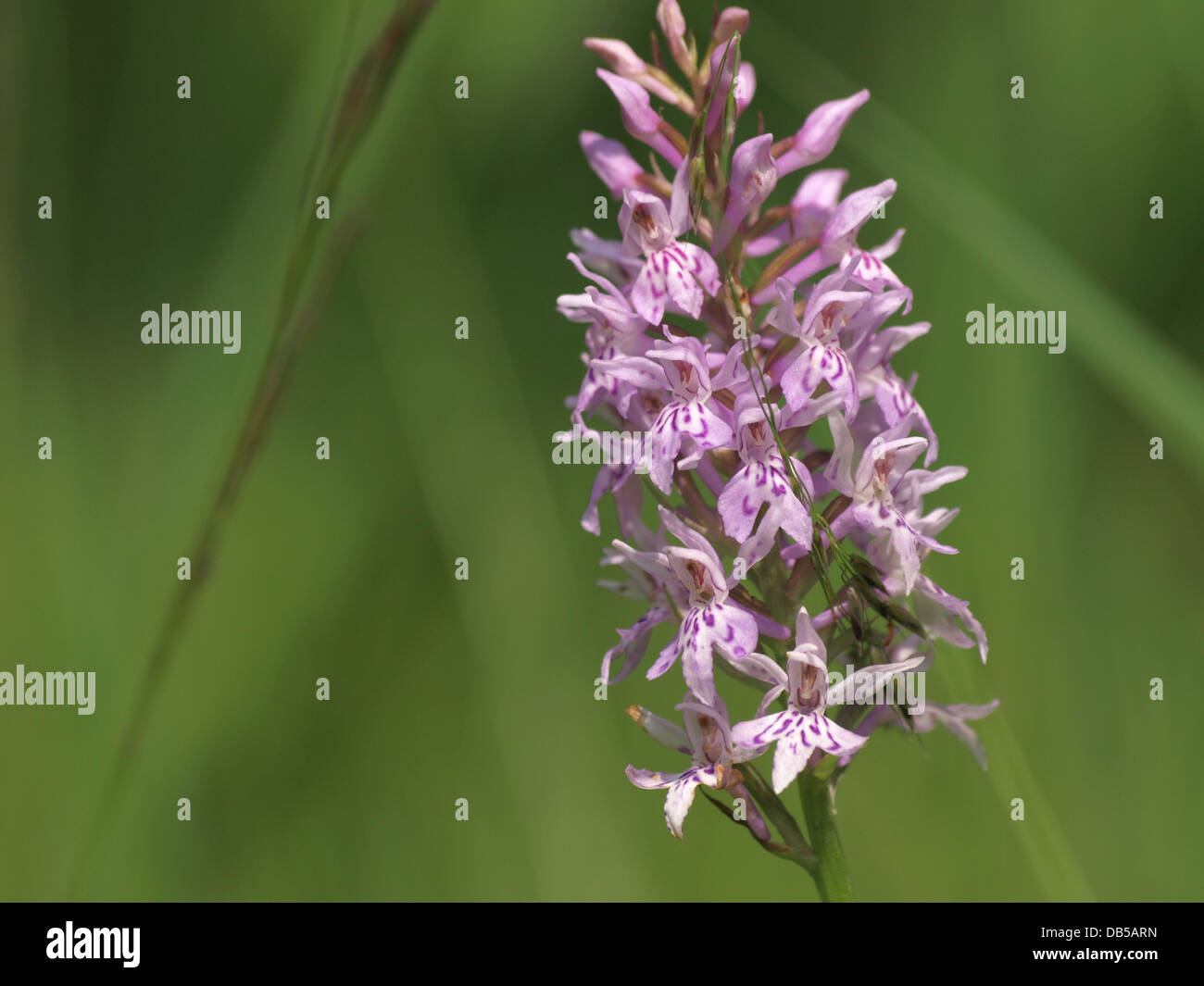 Heath spotted orchid, moorland spotted orchid / Dactylorhiza maculata / Geflecktes Knabenkraut Stock Photo