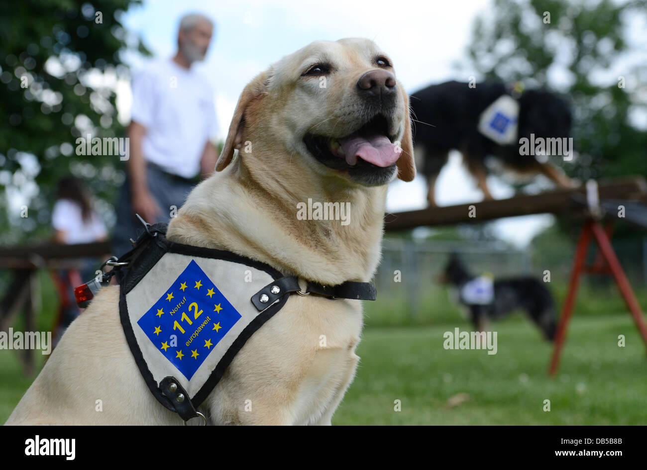 How Much Does An Emergency Dog Cost