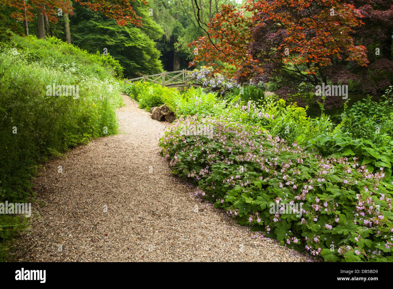 A gravel path leads to a wooden bridge cloaked in wisteria within the Wild Garden, Cottesbrooke Hall, Northamptonshire, England Stock Photo