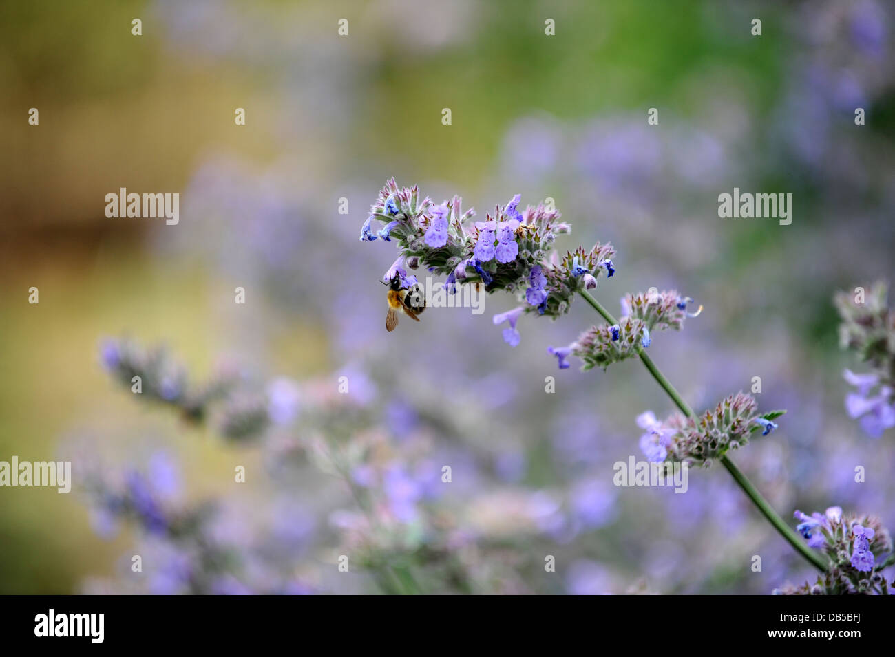 A bee pollinating a lavender plant Stock Photo