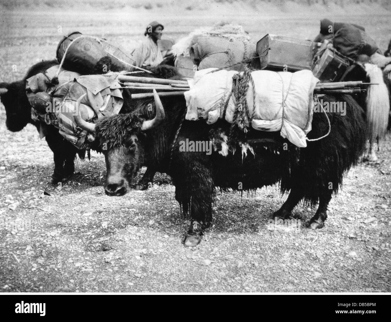geography / travel, Tibet, transport / transportation, loaded yak, near
