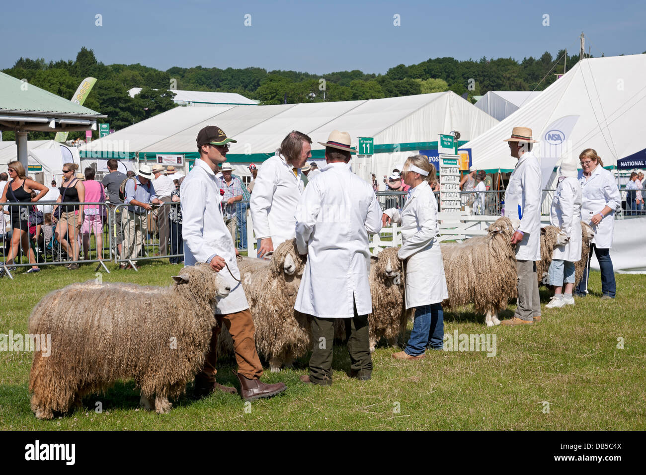 Farmers showing Leicester sheep at the Great Yorkshire Show in summer