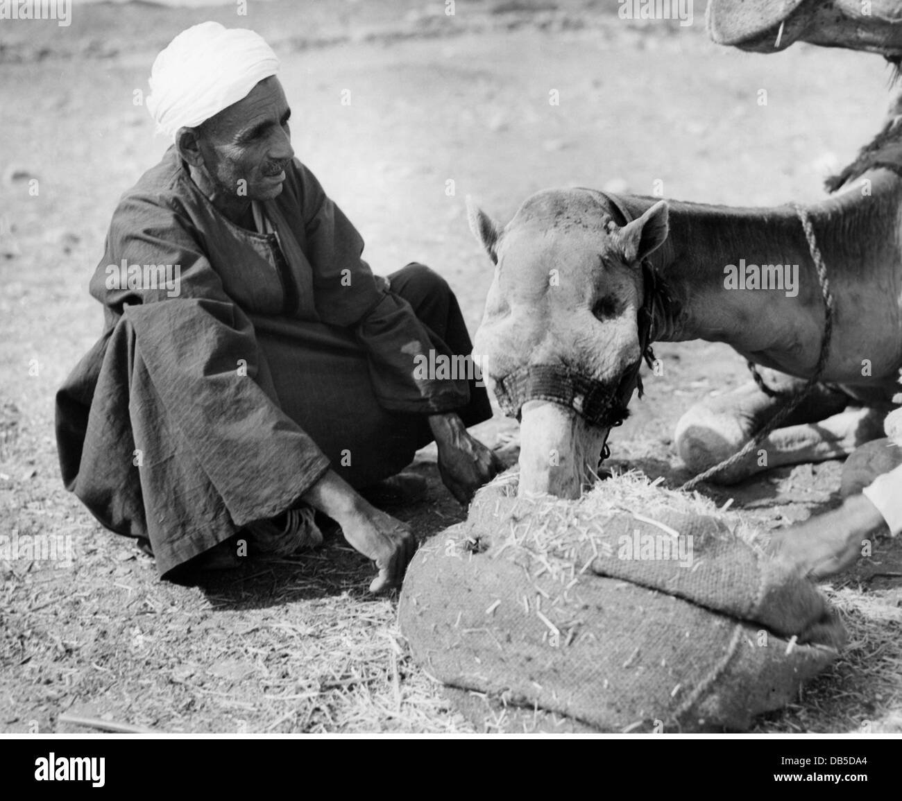 Egyptian farmers 1950s hi-res stock photography and images - Alamy