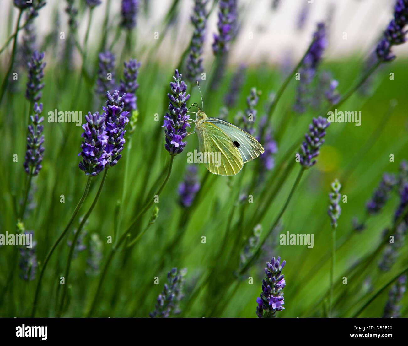 Cabbage white butterfly (Pieris rapae) male Lavender Stock Photo