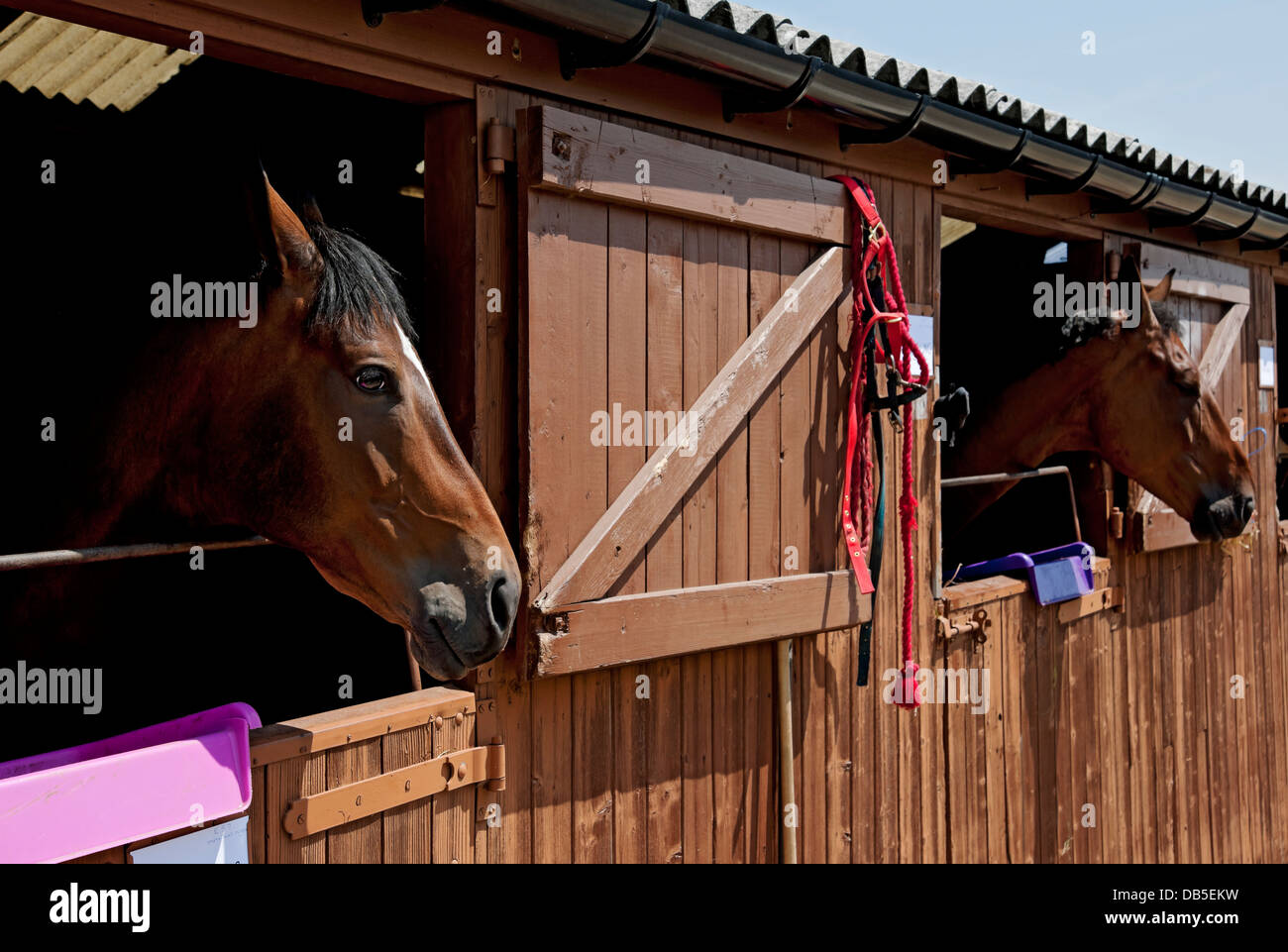 Horses Stable Uk High Resolution Stock Photography And Images Alamy
