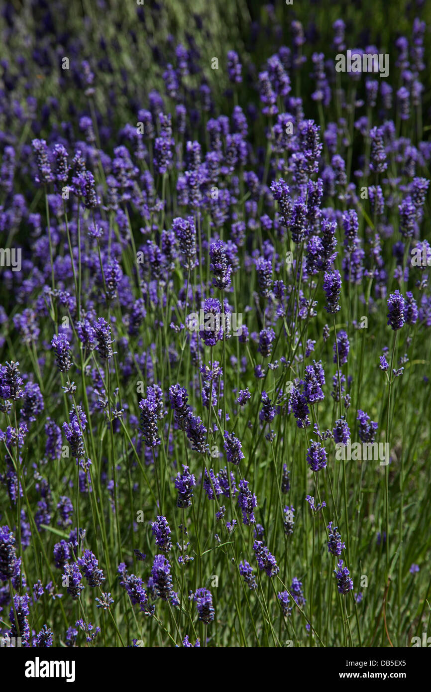 Lavendar France lavender Stock Photo