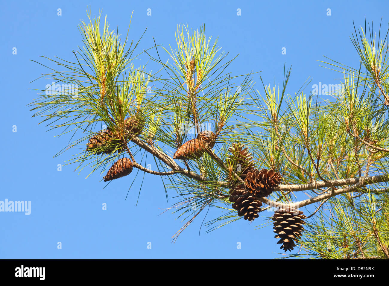Branch of pine tree with cones above blue clear sky Stock Photo