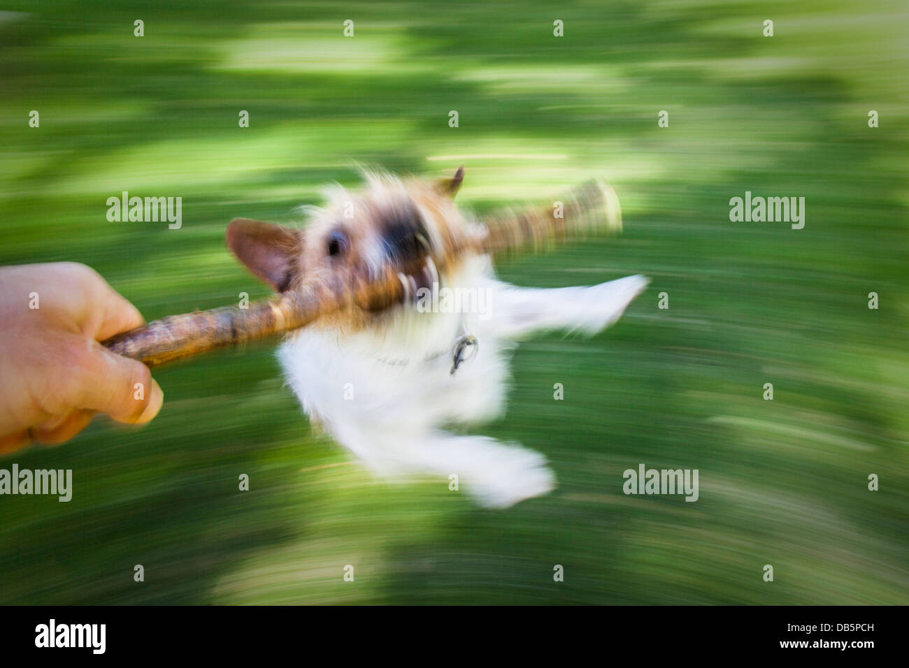 Dog stick jack russell spun hires stock photography and images Alamy