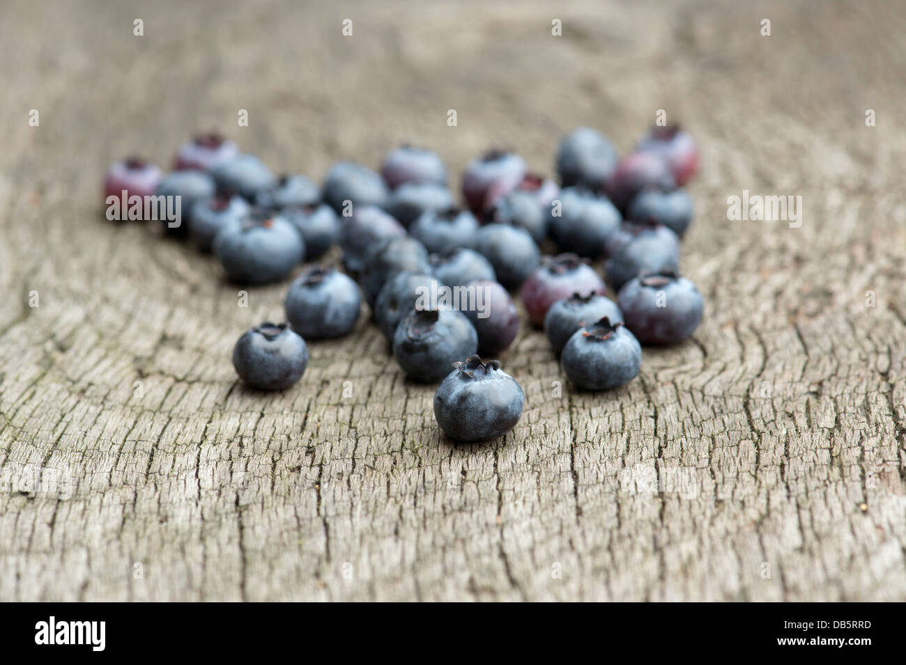 Vaccinium corymbosum. Picked Blueberry Spartan fruit on wood Stock Photo