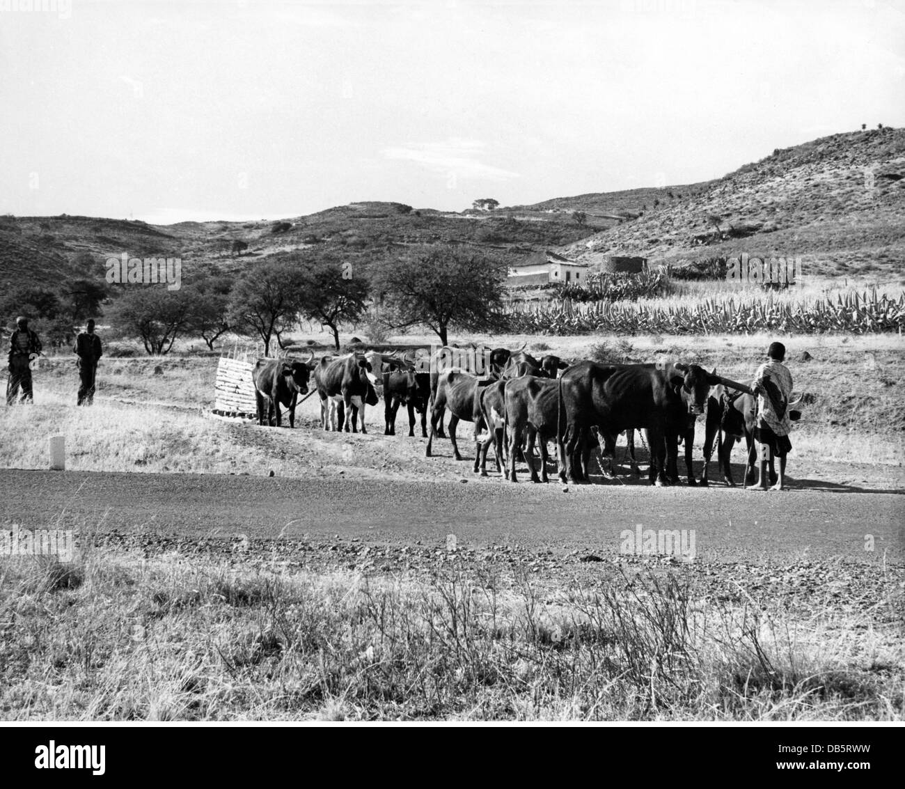 geography / travel, South Africa, Transkei, agriculture / farming, farmers with cattle, circa 1950s, Additional-Rights-Clearences-Not Available Stock Photo