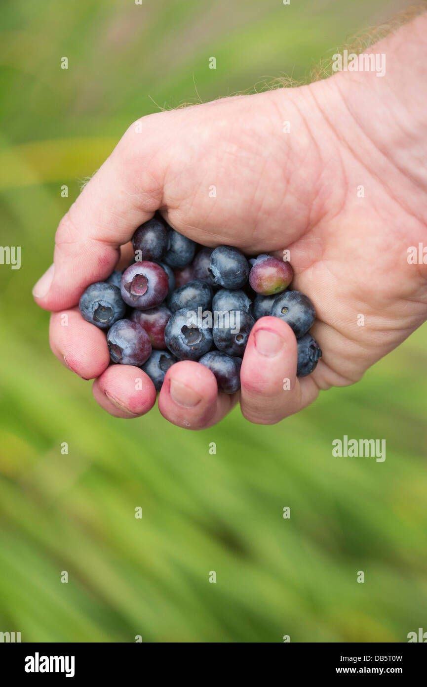 Vaccinium corymbosum. Gardeners hand holding picked Blueberry Spartan fruit Stock Photo