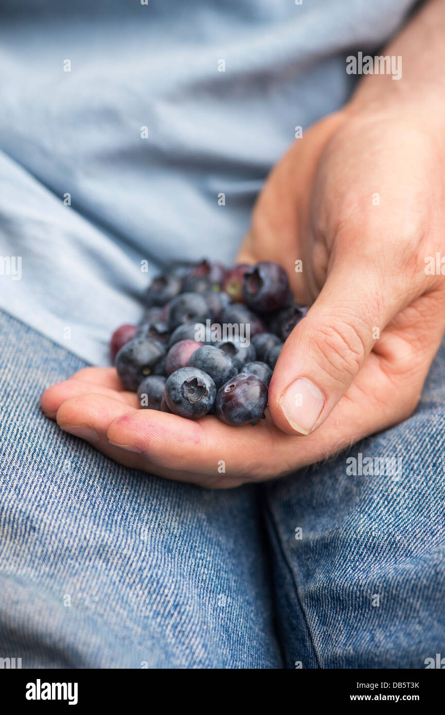Vaccinium corymbosum. Gardeners hand holding picked Blueberry Spartan fruit Stock Photo