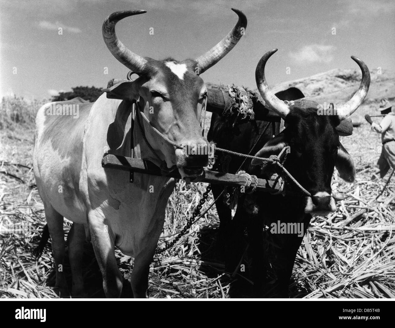geography / travel,  Fiji, agriculture, Indian buffalo used in the Fijian sugar plantations, Singatoka, Viti Levu Isle, 1950s, Additional-Rights-Clearences-Not Available Stock Photo