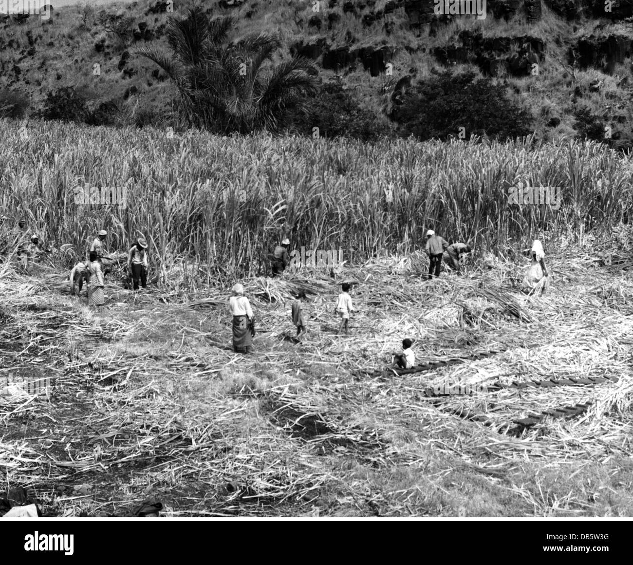 Sugar cane plantations mauritius hires stock photography and images