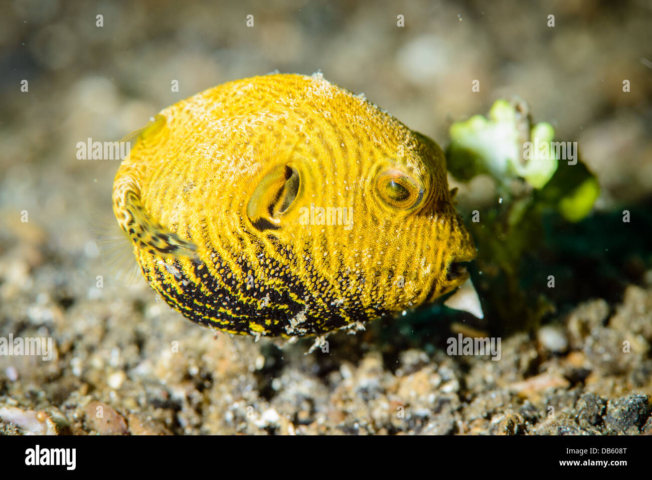 Juvenile yellow puffer fish from the Lembeh Strait Stock Photo