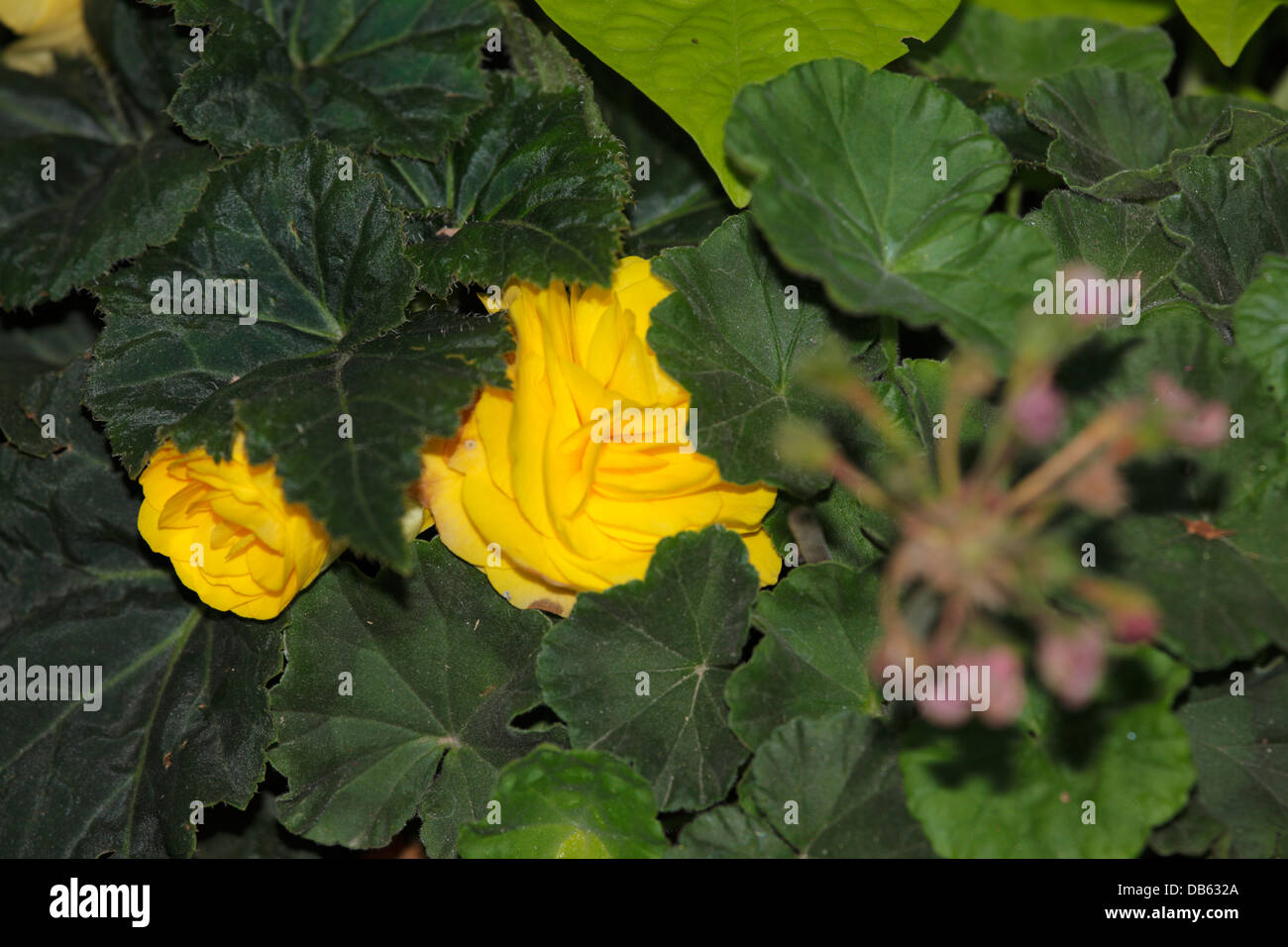 Yellow begonia flowers. Stock Photo