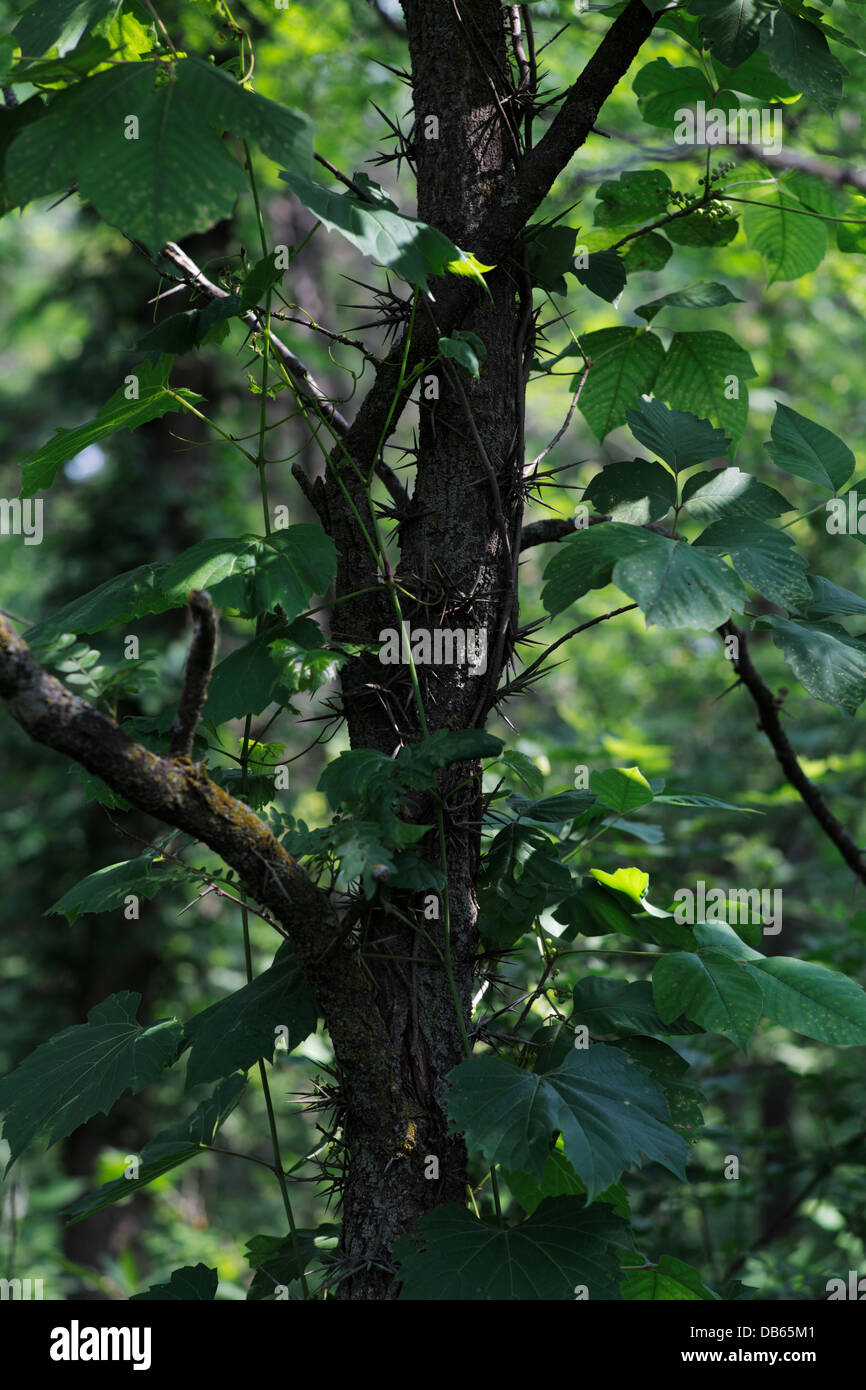 Honey locust tree. Stock Photo