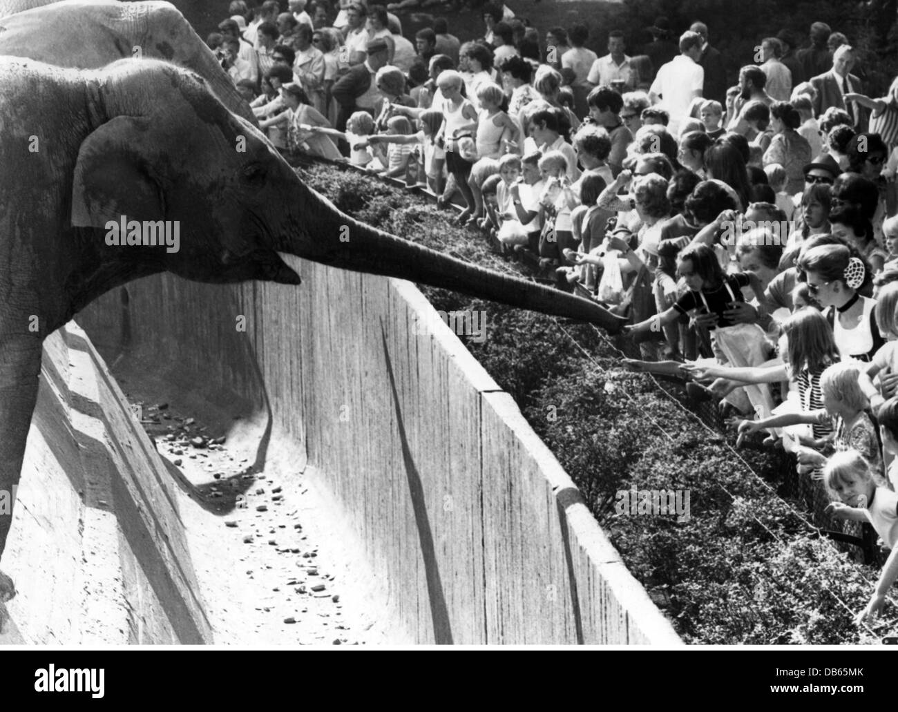zoology, zoo, Tierpark Hagenbeck, Hamburg, Germany, children feeding elephants, July 1971, Additional-Rights-Clearences-Not Available Stock Photo