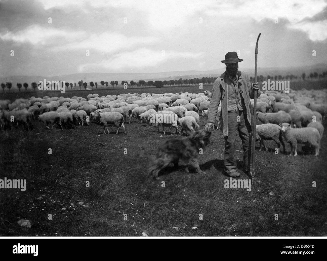 Shepherd Herding His Sheep Black and White Stock Photos & Images Alamy