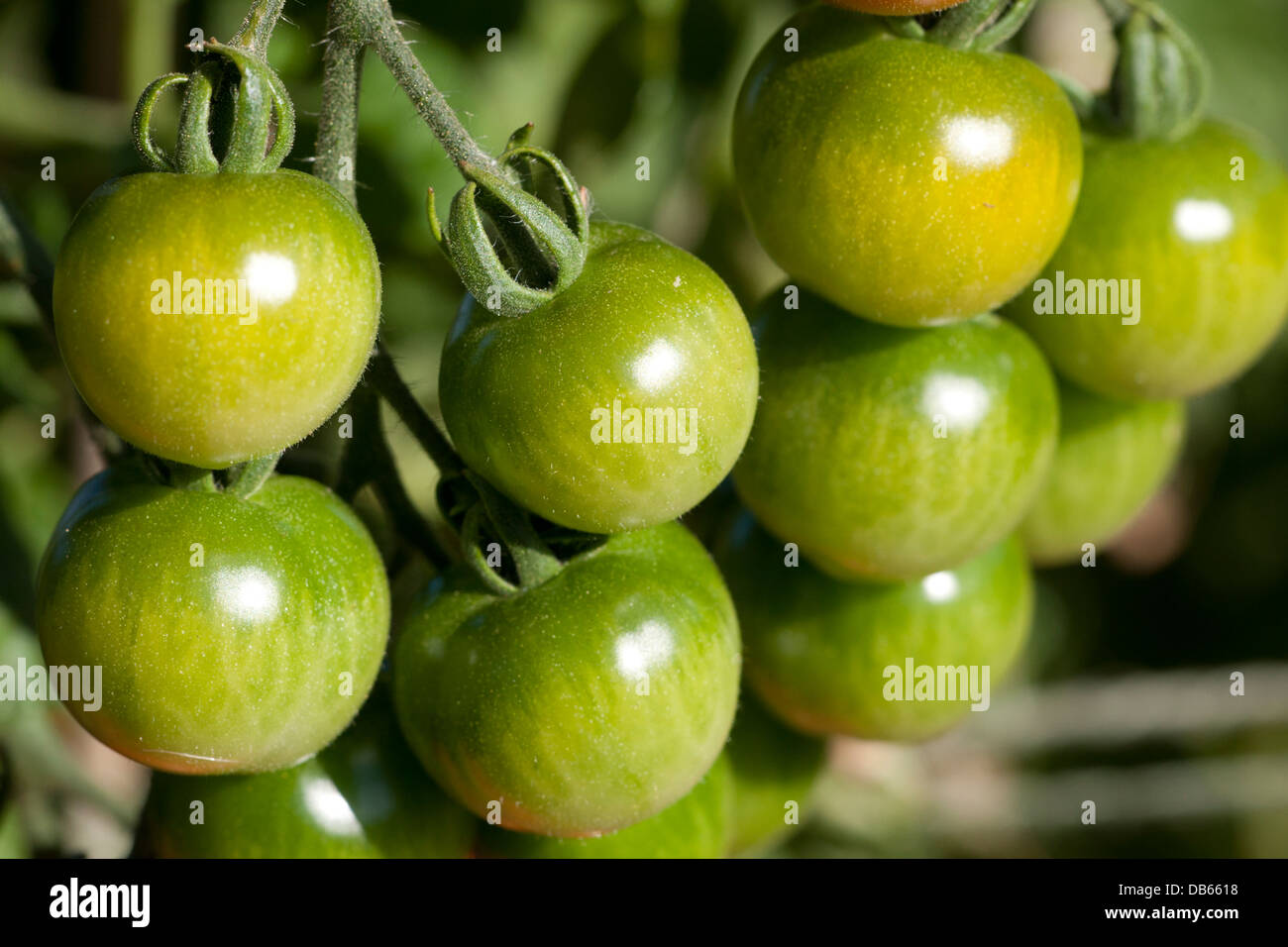 Gardener's Delight tomatoes growing on the vine on an East End London