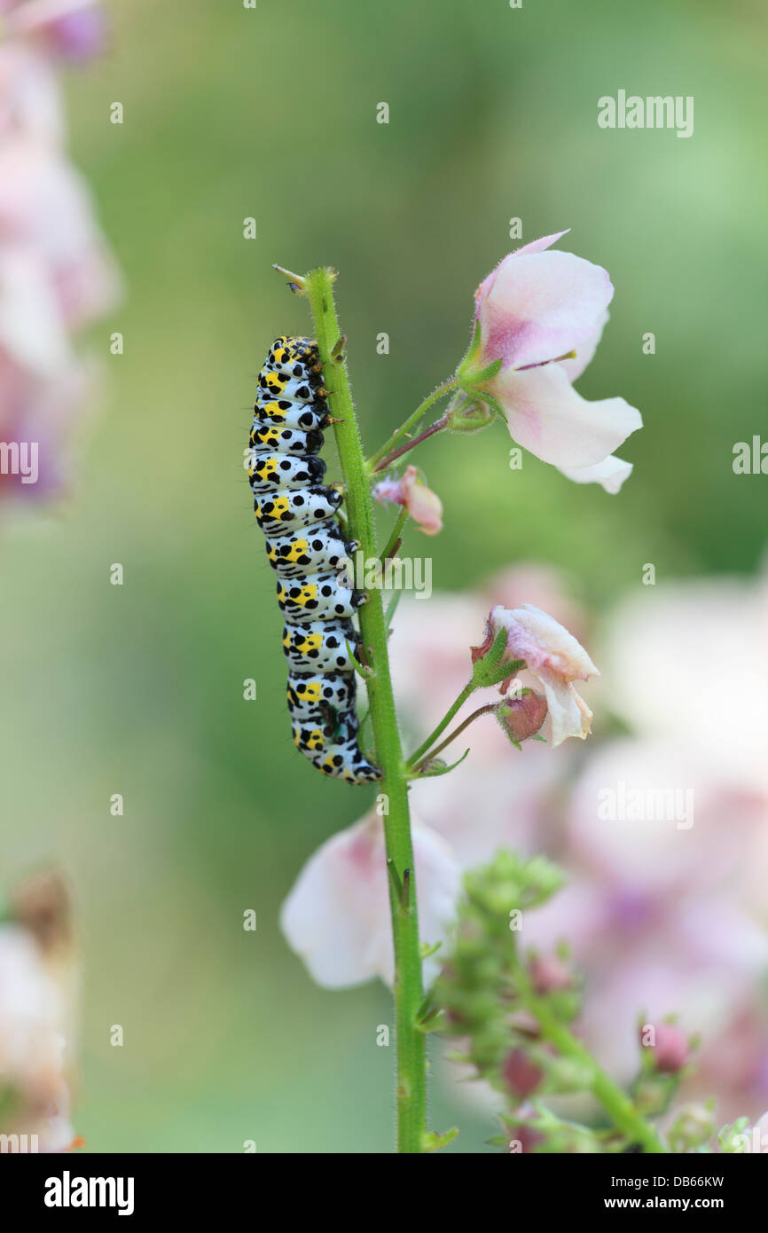 Mullein moth caterpillar on verbascum flower spike Stock Photo