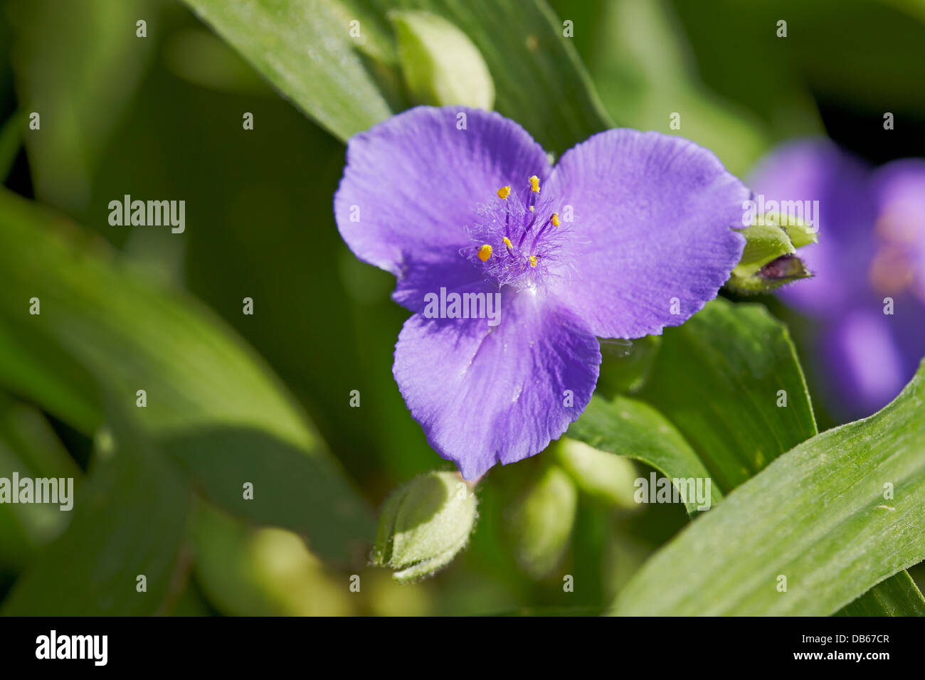 Virginia spiderwort flower close up. Scientific name: Tradescantia virginiana. Stock Photo