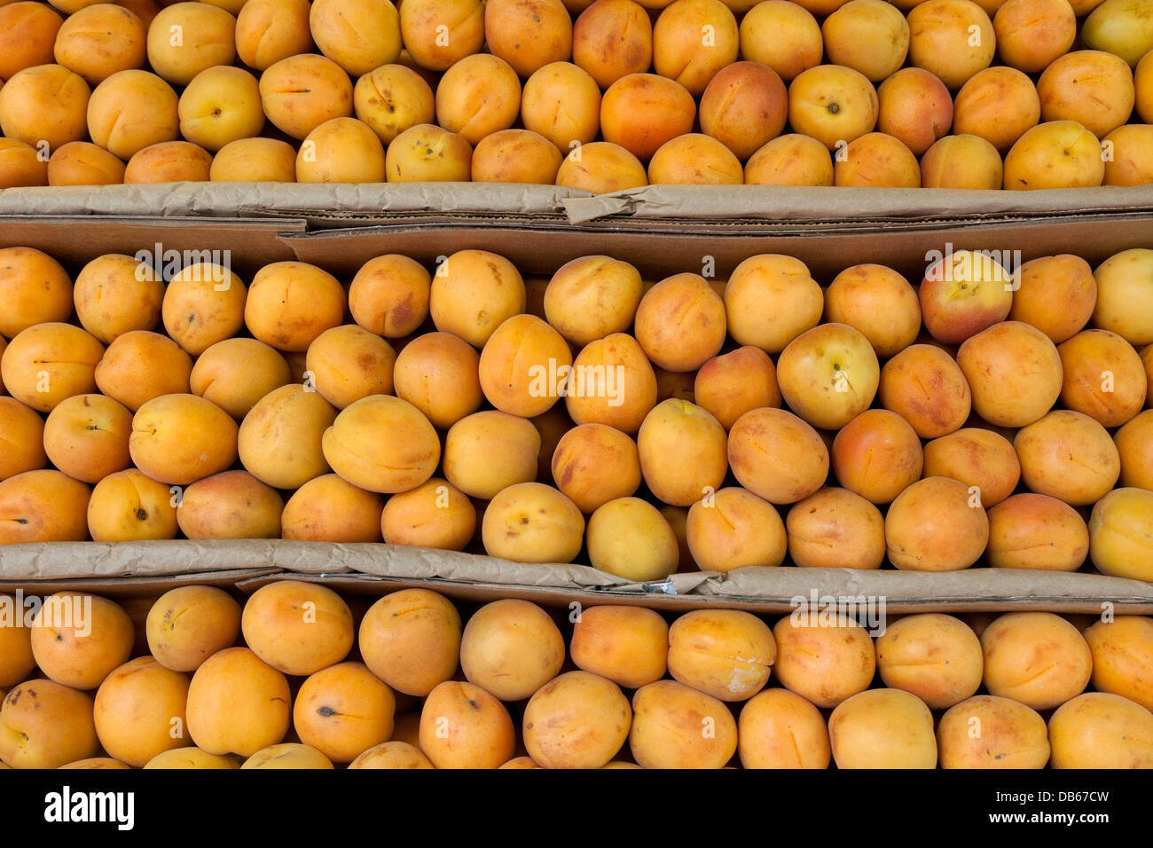 Fresh apricots full frame Stock Photo