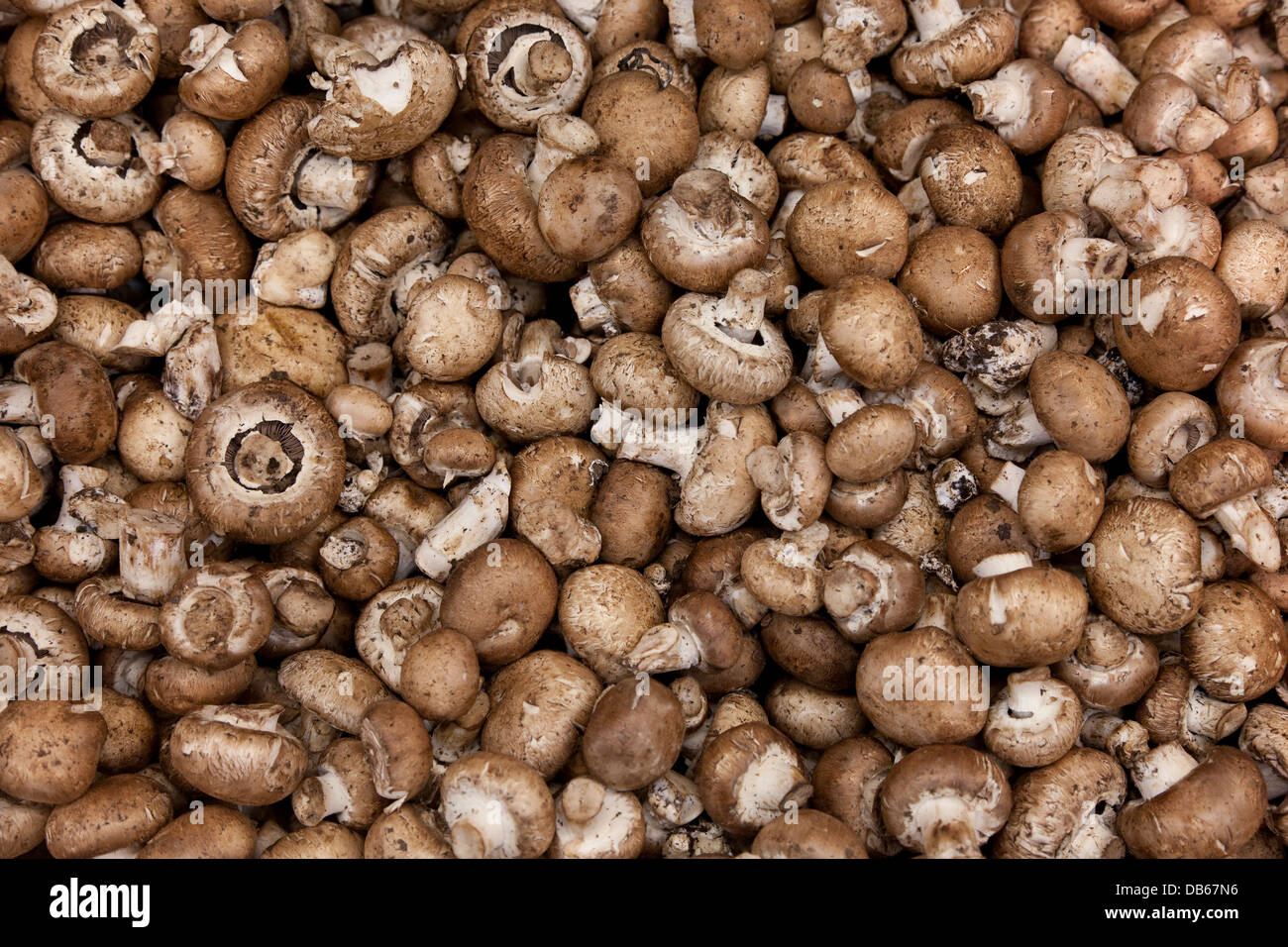 Chestnut mushrooms full frame Stock Photo