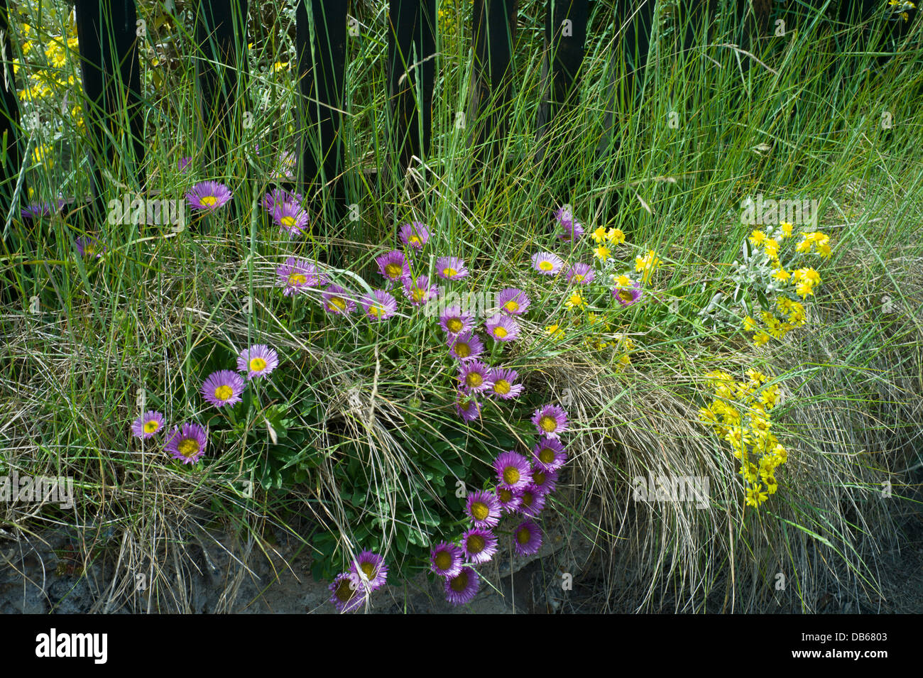 suffolk-heritage-coast-high-resolution-stock-photography-and-images-alamy