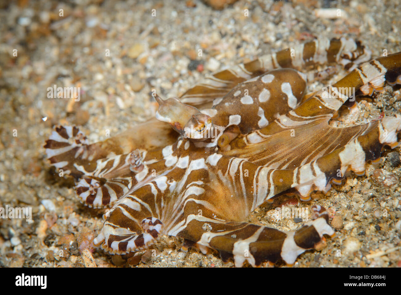 Octopus prey hires stock photography and images Alamy