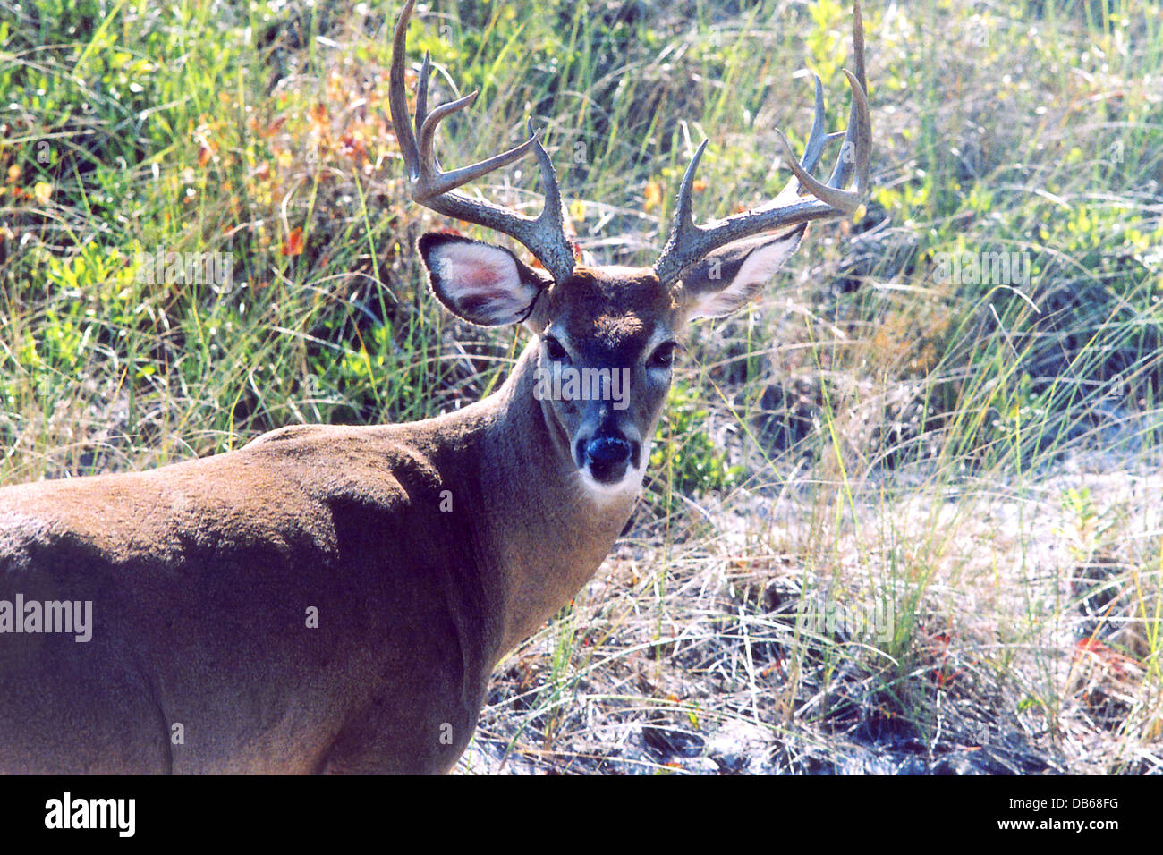 Fire Island Deer Closeup Stock Photo - Alamy
