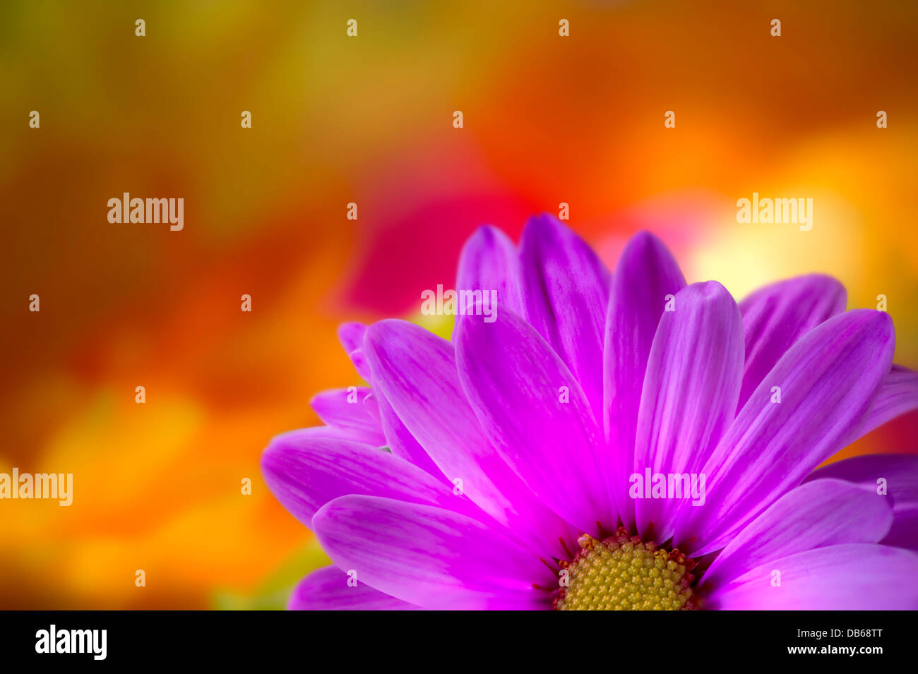 Colorful Purple Flower Withe Yellow & Orange Flowers Out Of Focus In Background Stock Photo