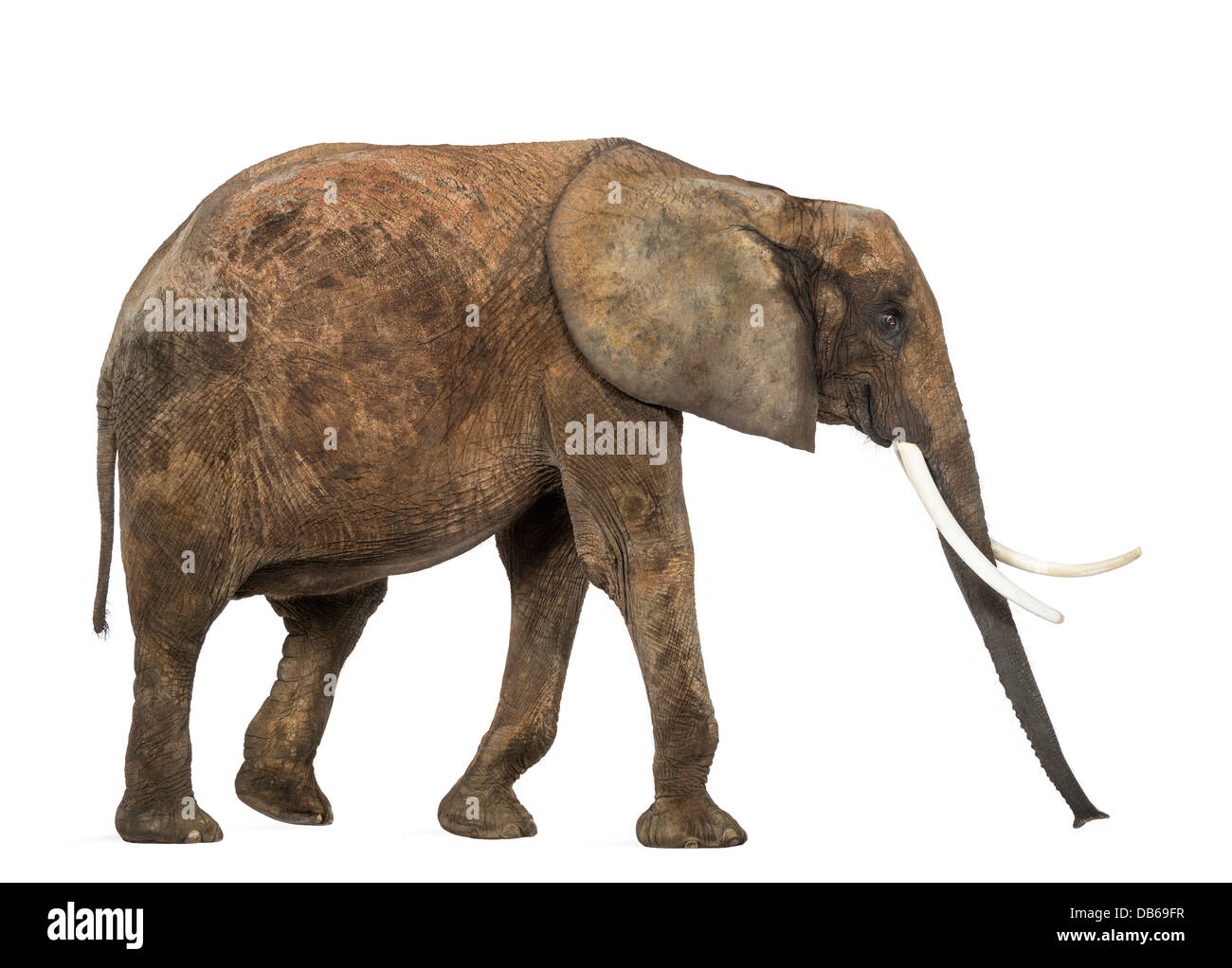 Loxodonta africana africana side Cut Out Stock Images & Pictures - Alamy