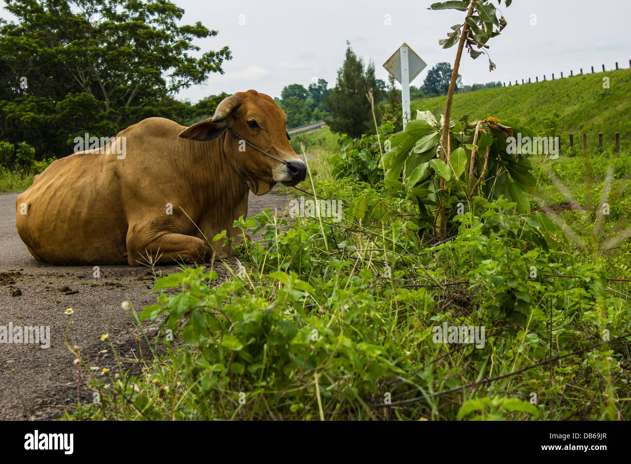 Flora and fauna of asia hi-res stock photography and images - Alamy