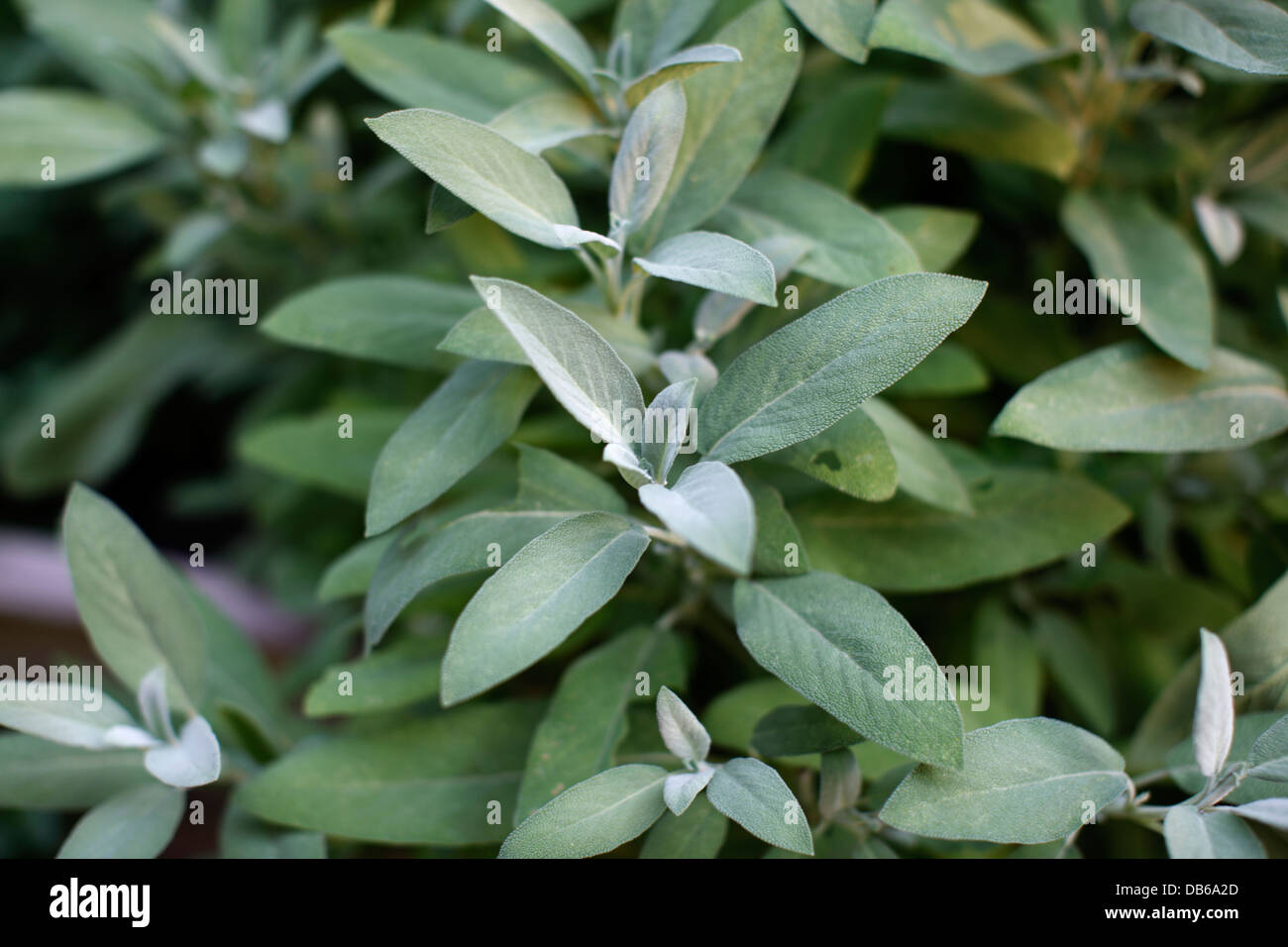 Fuzzy leaves hires stock photography and images Alamy