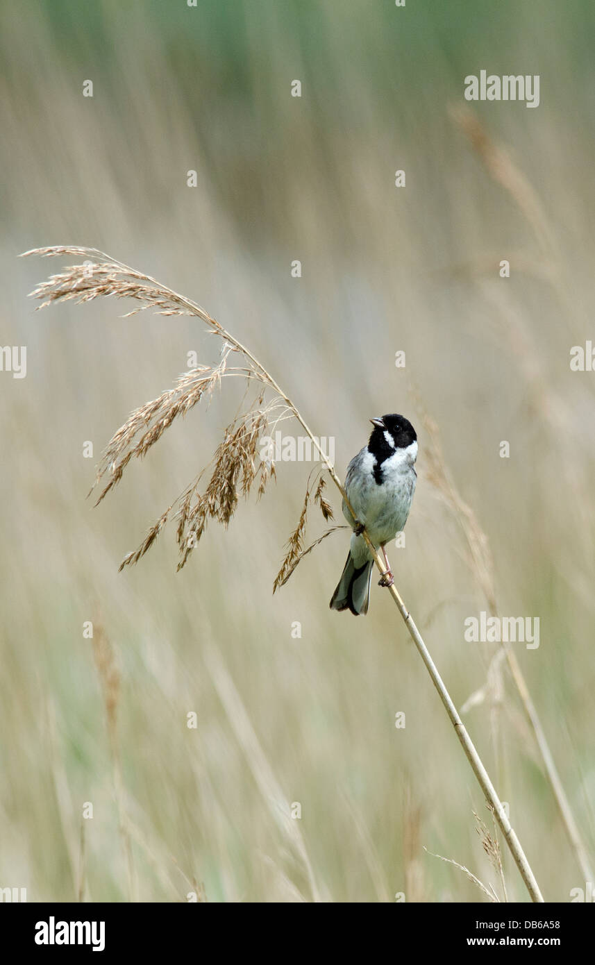 singing male reed bunting northumberland Stock Photo