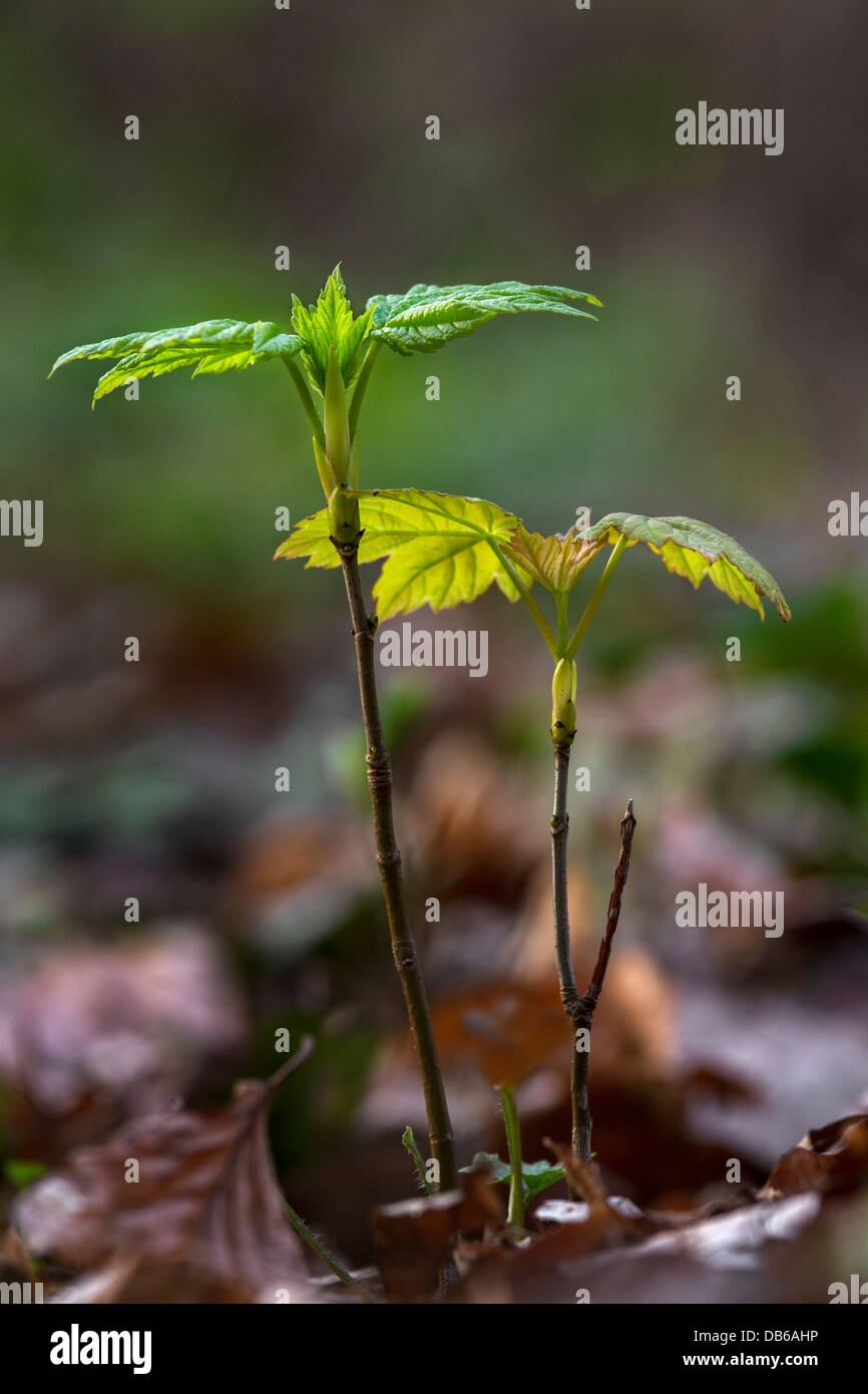 Maple (Acer) tree seedling / sapling growing in forest in spring Stock Photo