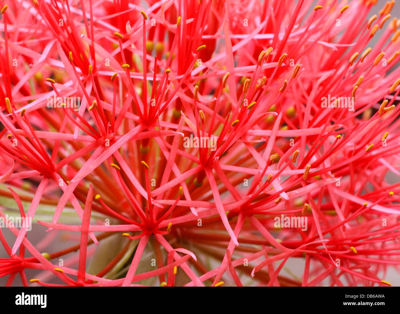 Close up of fireball lily Stock Photo