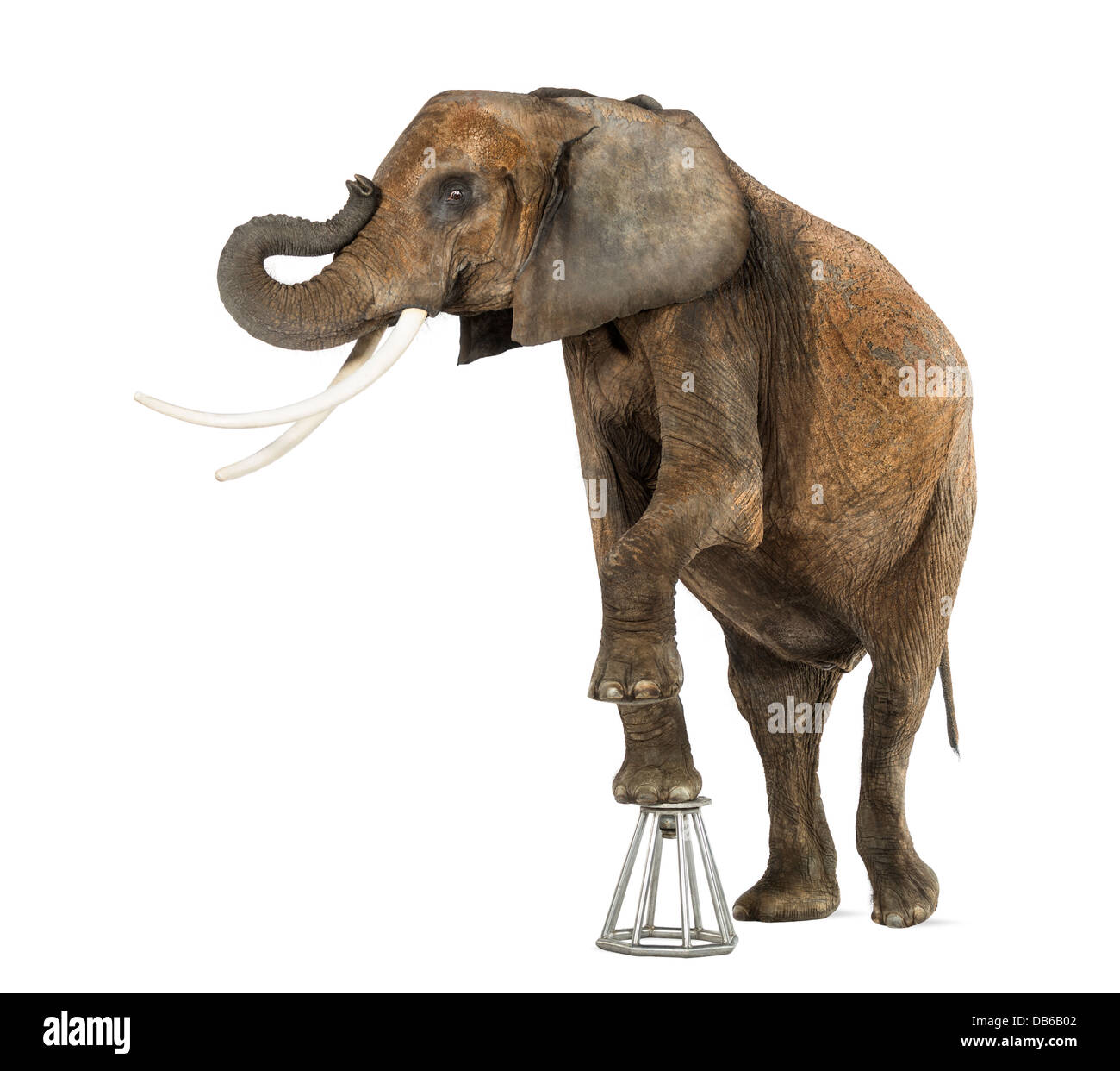 African elephant, Loxodonta africana, performing on stool against white background Stock Photo