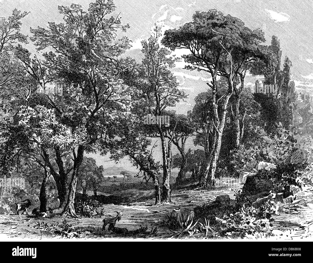 botany, trees, olive trees (Olea europaea) and stone pines (Pinus pinea), wood engraving, 19th century, landscape, tree, plant, plants, historic, historical, Additional-Rights-Clearences-Not Available Stock Photo