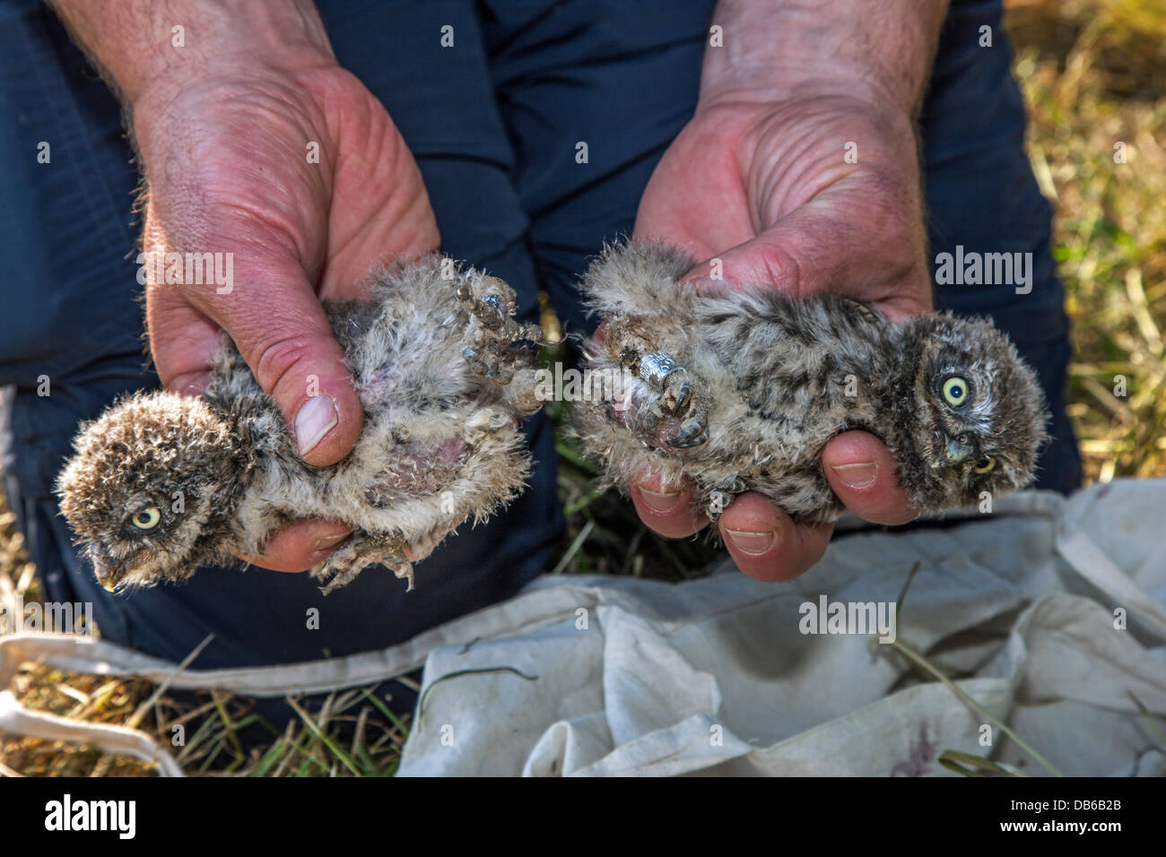 Bird ringer holding two ringed Little Owl (Athene noctua) owlets banded with metal ring on leg Stock Photo