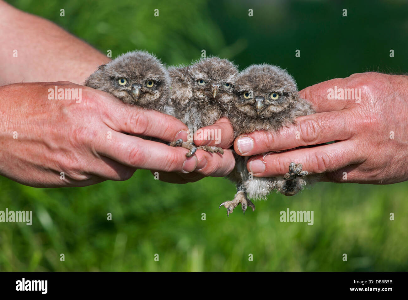 Little owl uk legs hires stock photography and images Alamy