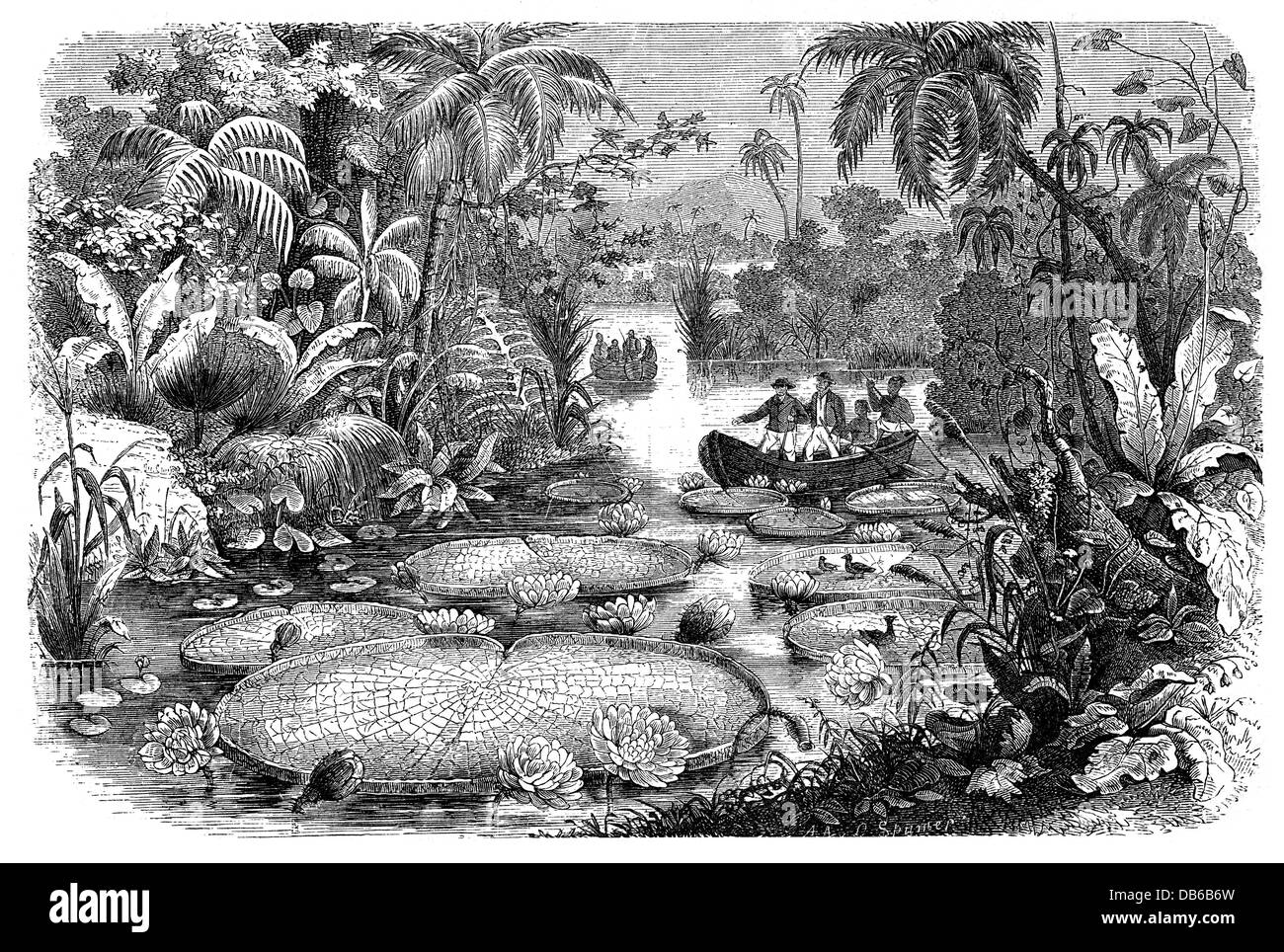 botany, flowers, Victoria amazonica (Nymphaea Victoria), on the Amazon river, wood engraving, 19th century, Victoria regia, plant, plants, aquatic plants, flower, water lily, water lilies, Nymphaeaceae, South America, landscape, historic, historical, Additional-Rights-Clearences-Not Available Stock Photo