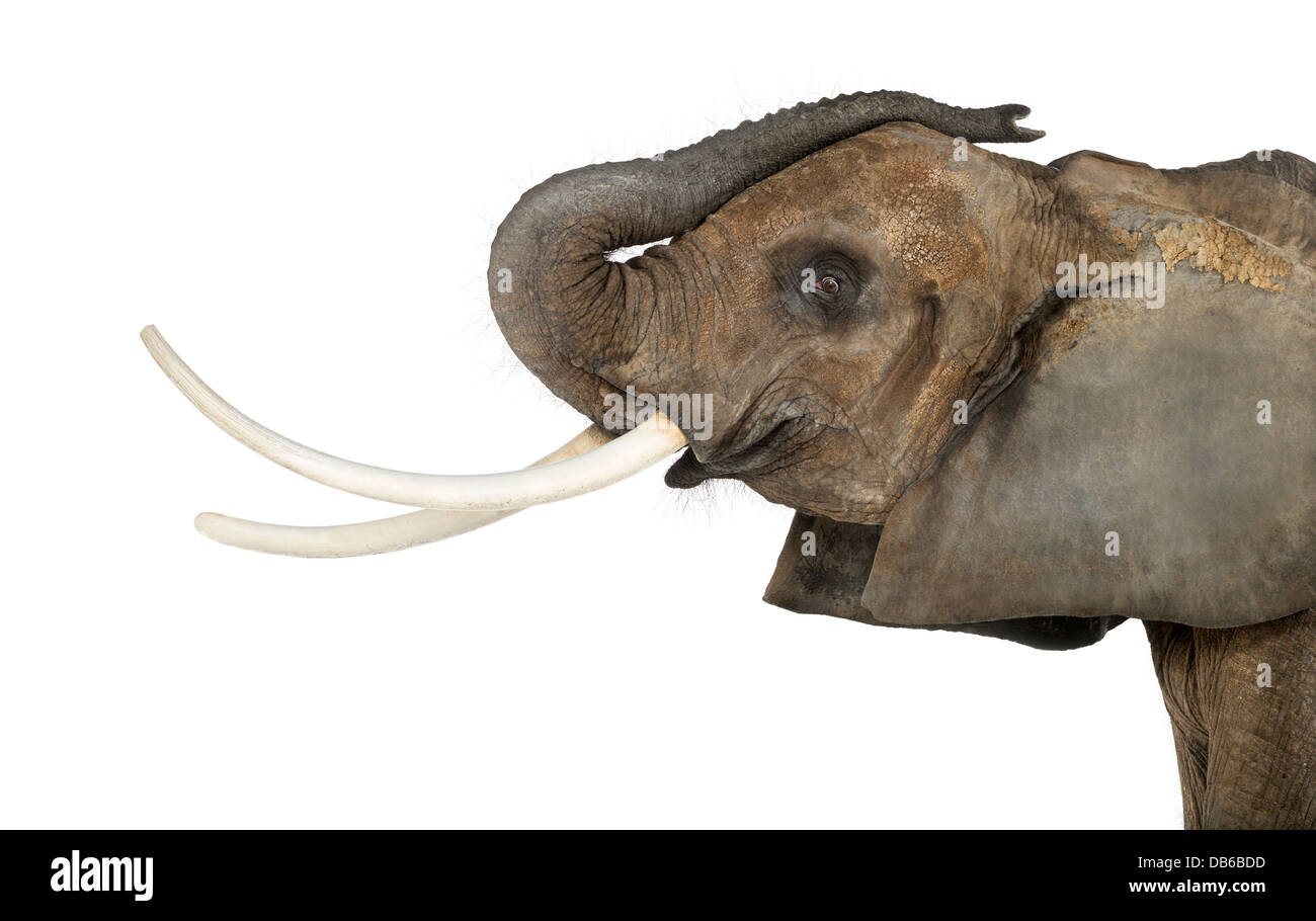 Close up of an African Elephant, Loxodonta africana, lifting its trunk against white background Stock Photo