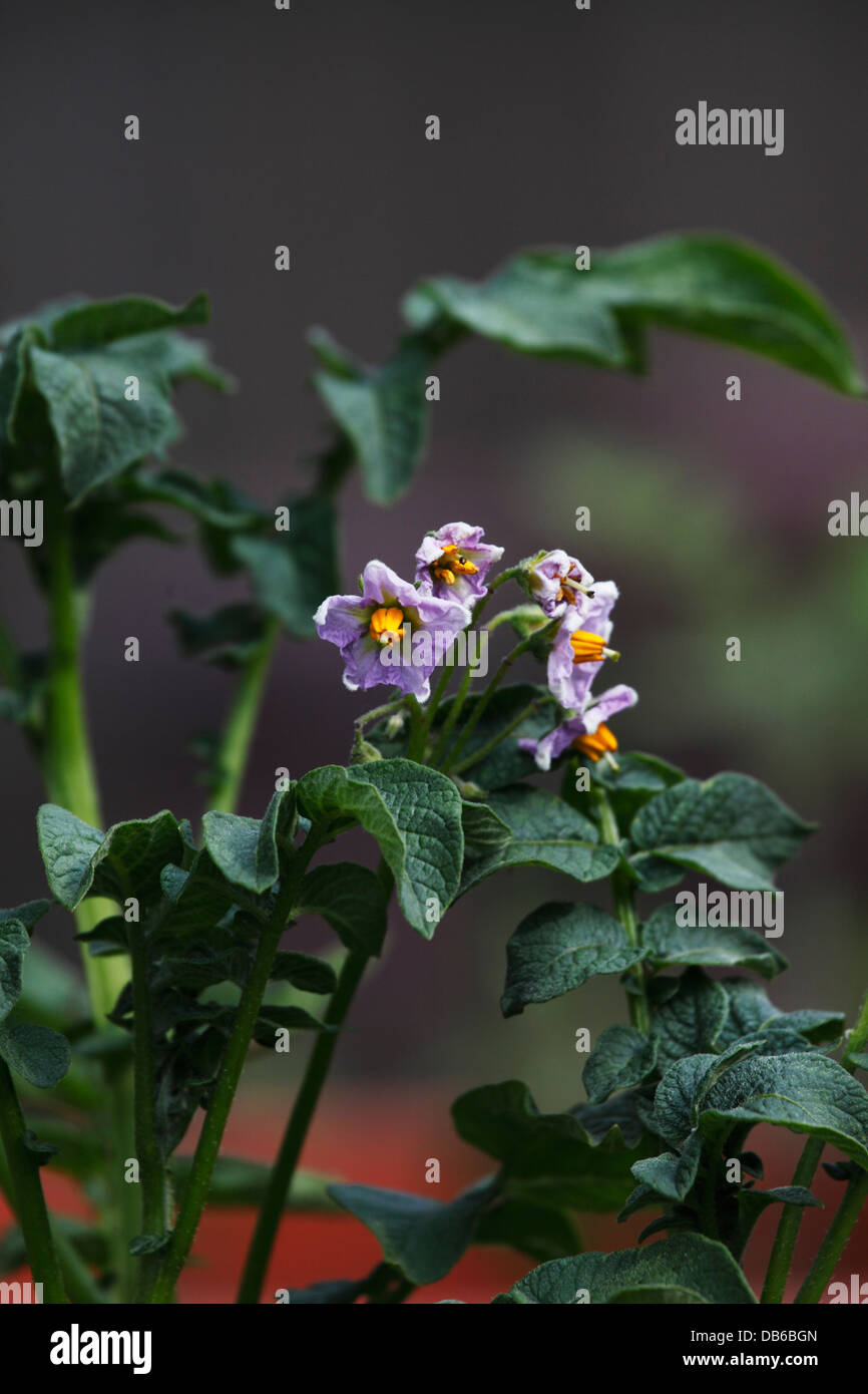 Purple potato flowers Stock Photo Alamy