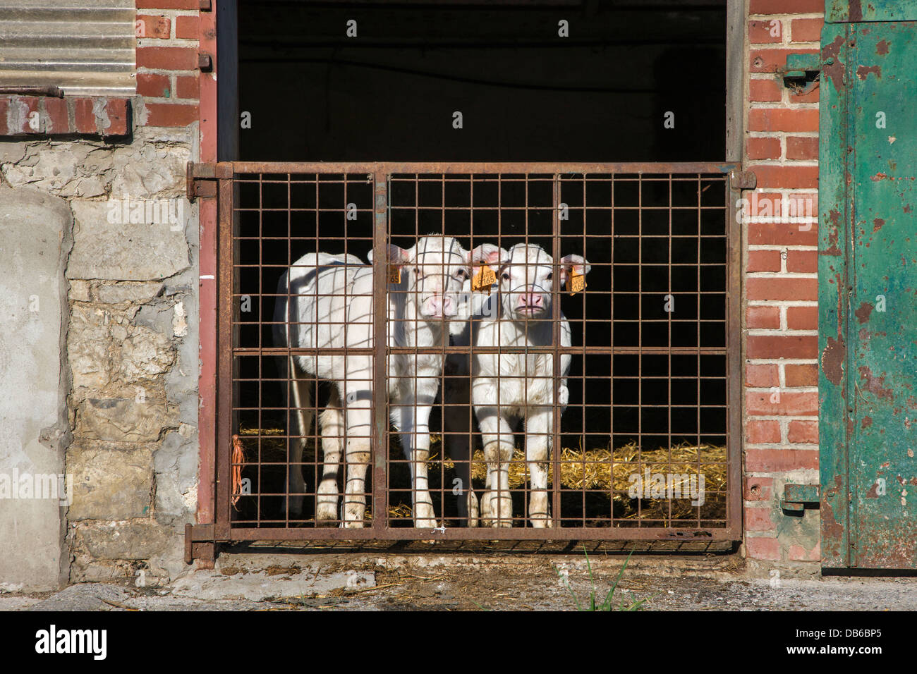 Two curious white calves tagged with earmarks in cow shed at dairy farm Stock Photo