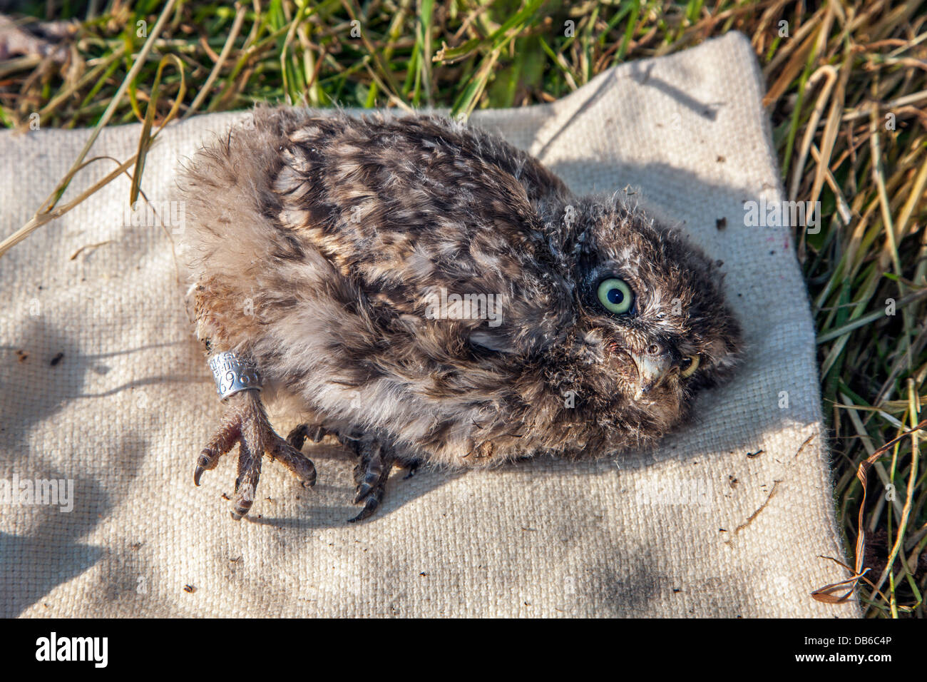 Little Owl (Athene noctua) owlet ringed with metal ring on leg by bird ringer in spring Stock Photo